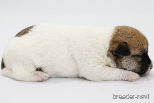 成約済の神奈川県のジャックラッセルテリア-313799の4枚目